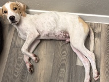 Beagle – Rehome needs a good and loving family – Fort Worth