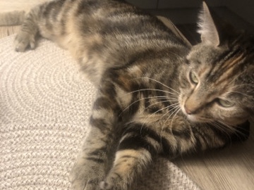 1 year old beautiful girl – Cheltenham