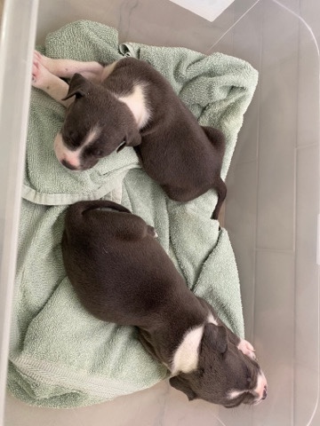 American Pit Bull Terrier – 2 blue nose pits boy and a girl