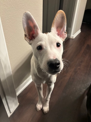 American Pit Bull Terrier – Kylo-Ren