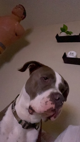 American Bulldog – American Bulldog (Axel) Needs Rehoming!