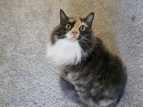 Daphne – Wilsonville