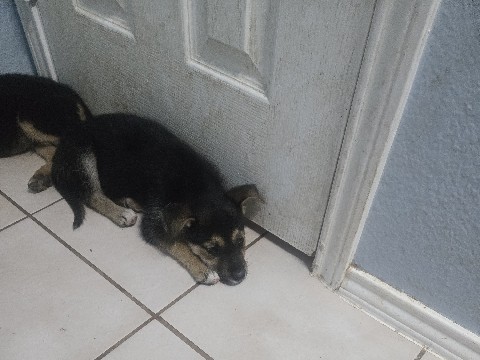 German Shepherd – snicker – Blue Mound