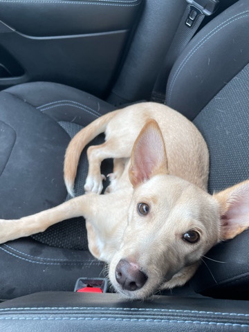 Carolina Dog – mix dog rehoming