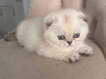 gatitos scotthis fold 