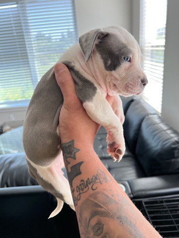 American Pit Bull Terrier – American Bully
