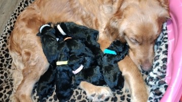 Golden Retriever – Golden doodles for sale
