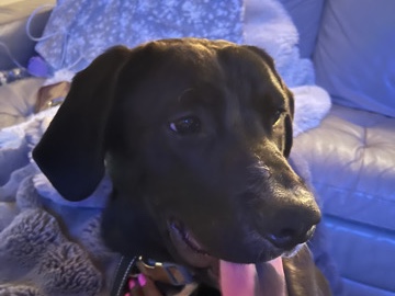 Shar Pei – hello this is Cody he’s a Bernies Mountain dog Sharpei lab mix – Columbus