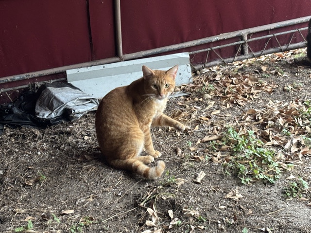 American Wirehair – Xbalanque – Houston