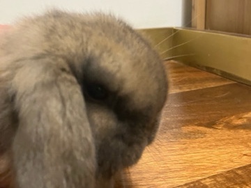3 Mini- Lop Rabbit bunnies for sale 