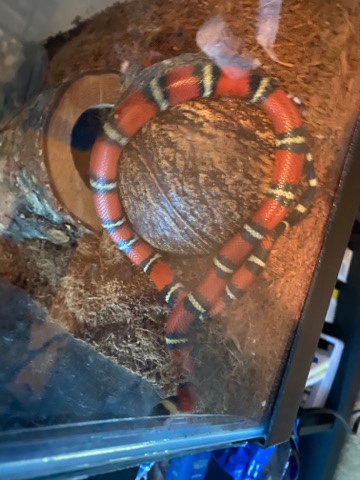milk snake
