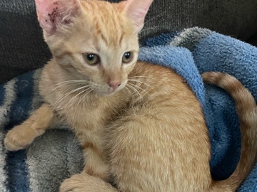 baby kitten/ domestic shorthair – Avondale