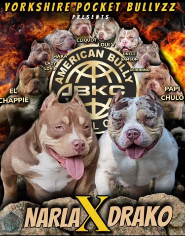 pocket bully’s 3 females
