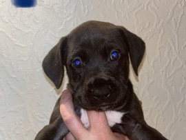 Cane Corso – 🐾 Stunning Cane Corso x Presa Canario Puppies for Sale 🐾 – Newcastle