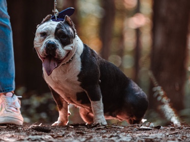 American Bulldog – Meet Chanel – Our Sweet American Bully – Gainesville