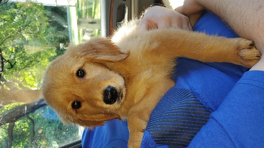 Golden Retriever – Golden pups