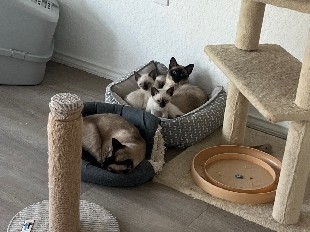 Siamese – kitten – San Antonio