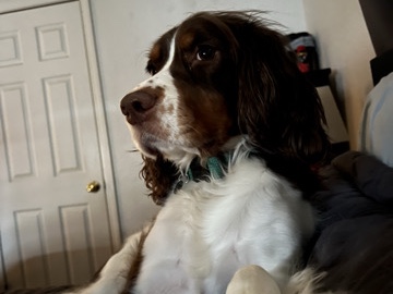 English Springer Spaniel – Reggie Tri Color English Springer Spaniel – Saint Louis