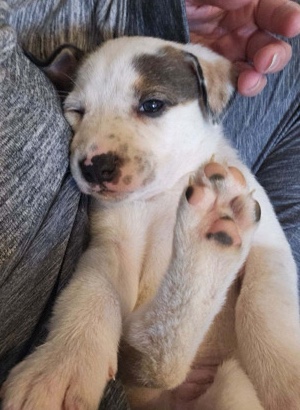 Australian Cattle Dog – Blue Healer and Blue Tick Hound Mix