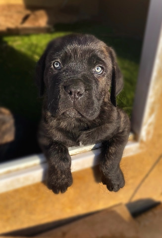 Cane Corso – Cane Corso puppies for sale!