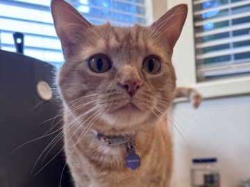 American Shorthair – Re-homing our sweet cat – Orting