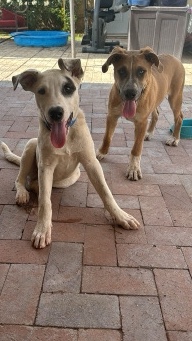 Golden Retriever – moose and snoopy