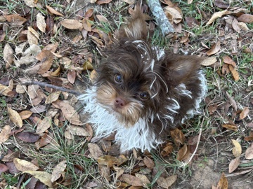 parti yorkie female tiny
