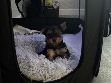 Yorkshire Terrier – Teacup Yorkie Terrier – Las Vegas