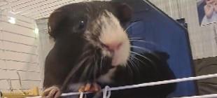 guinea pig – male guinea pig for rehoming