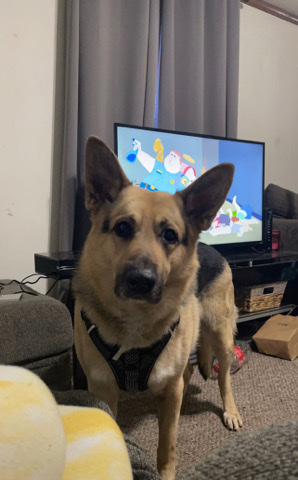 German Shepherd – Bruno