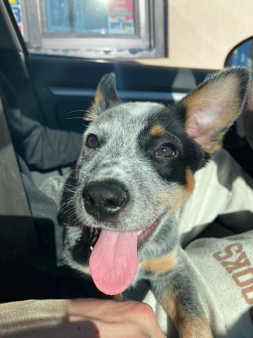 $200 blue heller needs a home can’t afford homing