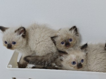 Himalayan – Himalayan Kittens – Sharjah