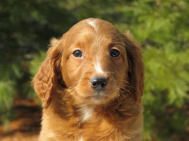 Mini Goldendoodle Puppy