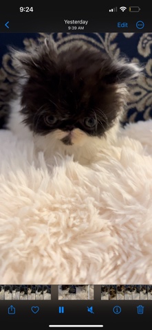Persian (Modern) – Persian flat face kittens