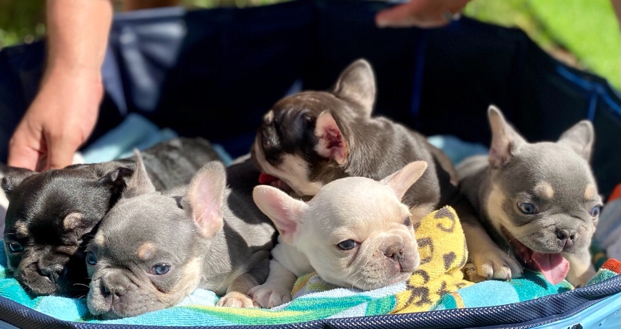 French Bulldog – French Bulldog