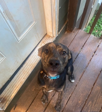 Labrador Retriever – Onyx