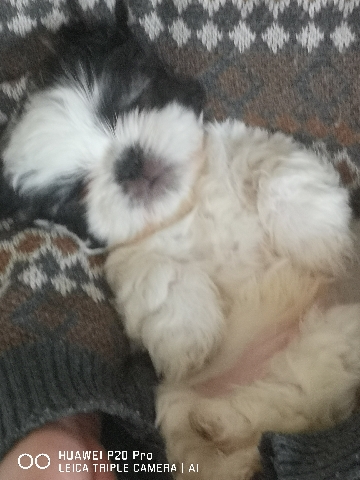 Shih Tzu – Purebred Shih Tzu Puppies