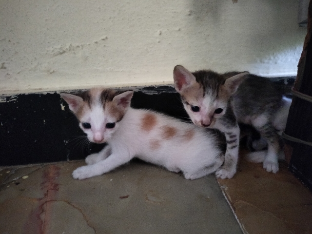 four beautiful kittens