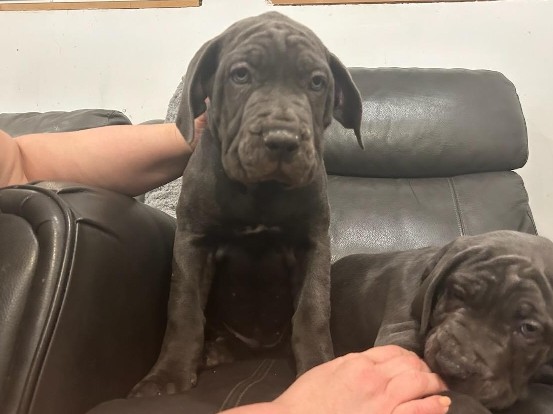 Cane Corso – female cane corso – Nutley