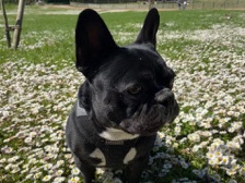 French Bulldog - French Bulldog available for adoption in Baden