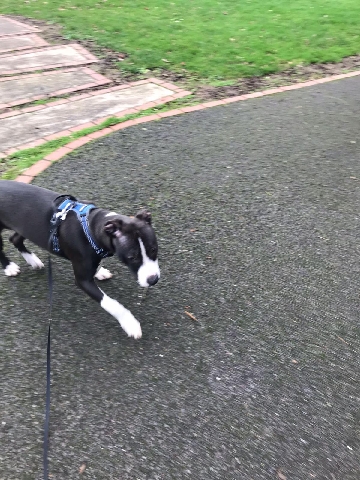 American Staffordshire Terrier – dog for sale