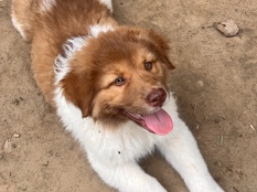 Karakachan Puppies – Staley