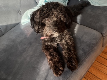 Shih Poo – Looking for Charms New Home – Chicago