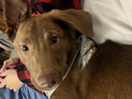 6 Month Husky-lab puppi