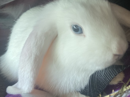 Mini holland lop bunny