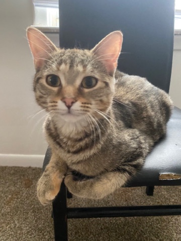 American Shorthair – kitty for adoption