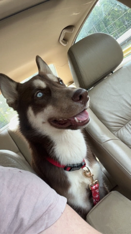 Siberian Husky – Husky needing rehome