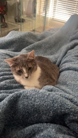 grey tabby