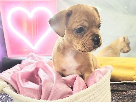 French Bulldog – French Bully ( Female ) – Winchester