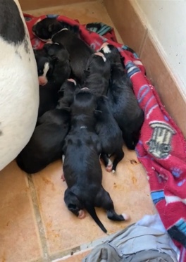 Pitbull/Husky pups